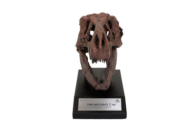 Smithsonian Nation's T. rex Tenth-Scale Fossil Skull Replica