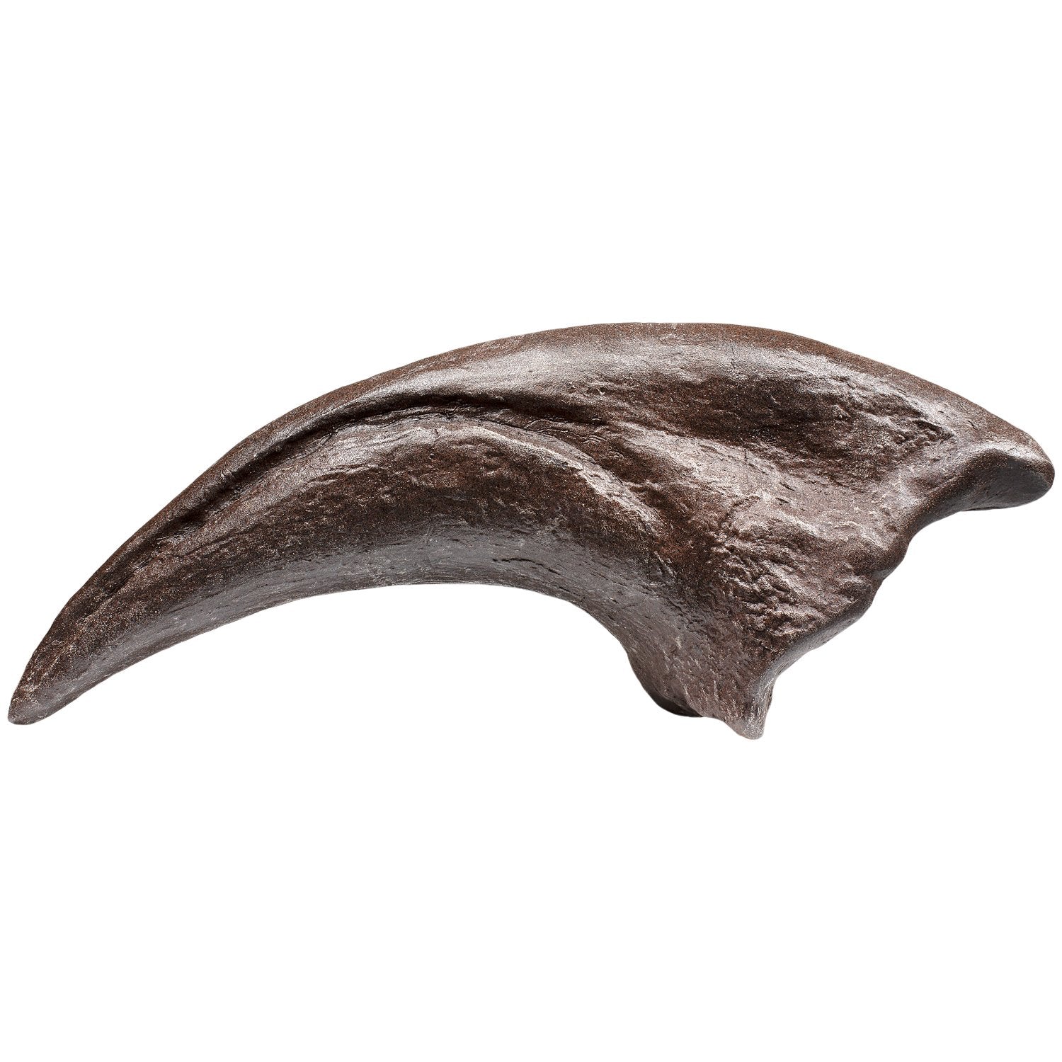 MR Allosaurus Toe Claw Fossil Replica