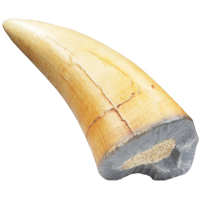 MR Broken T-Rex Tooth Fossil Replica