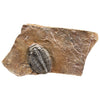 MR Small Trilobite in Stone Fossil Replica