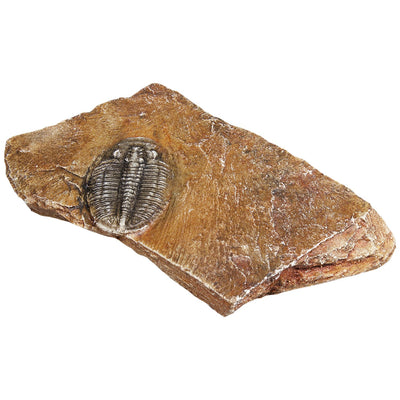 MR Small Trilobite in Stone Fossil Replica
