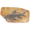 Master Replicas Fish in Shale Fossil Collectible and Replica