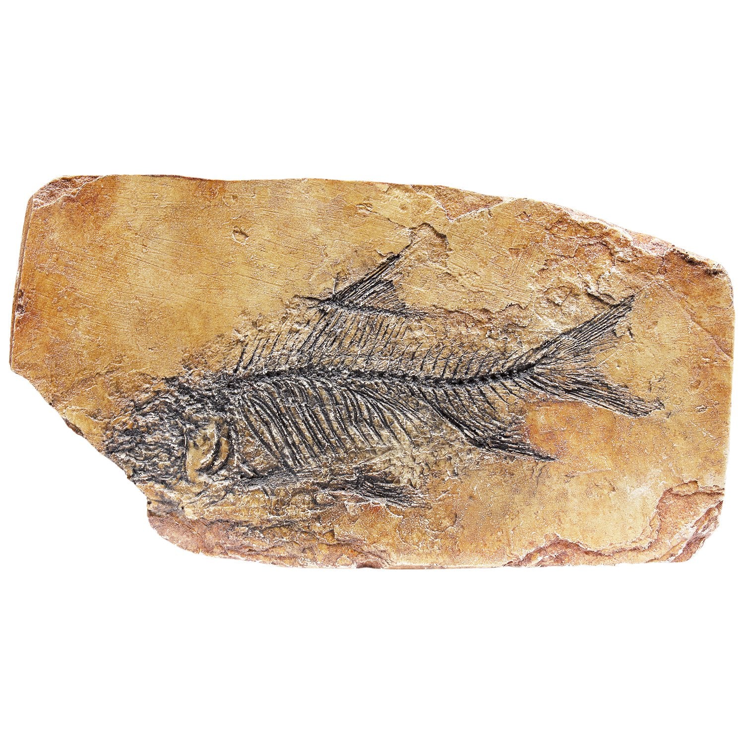 MR Fish Fossil in Shale Replica