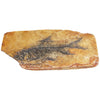 Fish in Shale Fossil Collectible and Replica