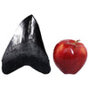 Megalodon Tooth Dinosaur Fossil Replica and Collectible