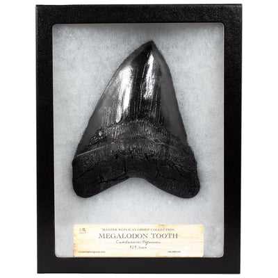 MR Megalodon Tooth Fossil Replica