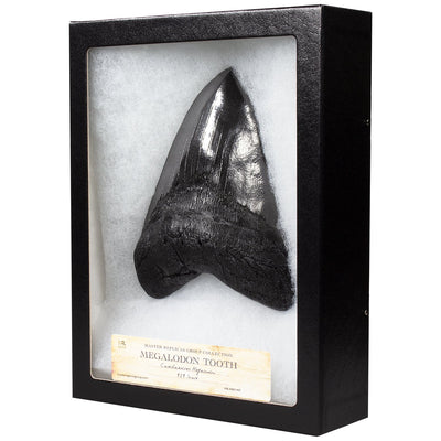 Megalodon Tooth Dinosaur Fossil Replica and Collectible