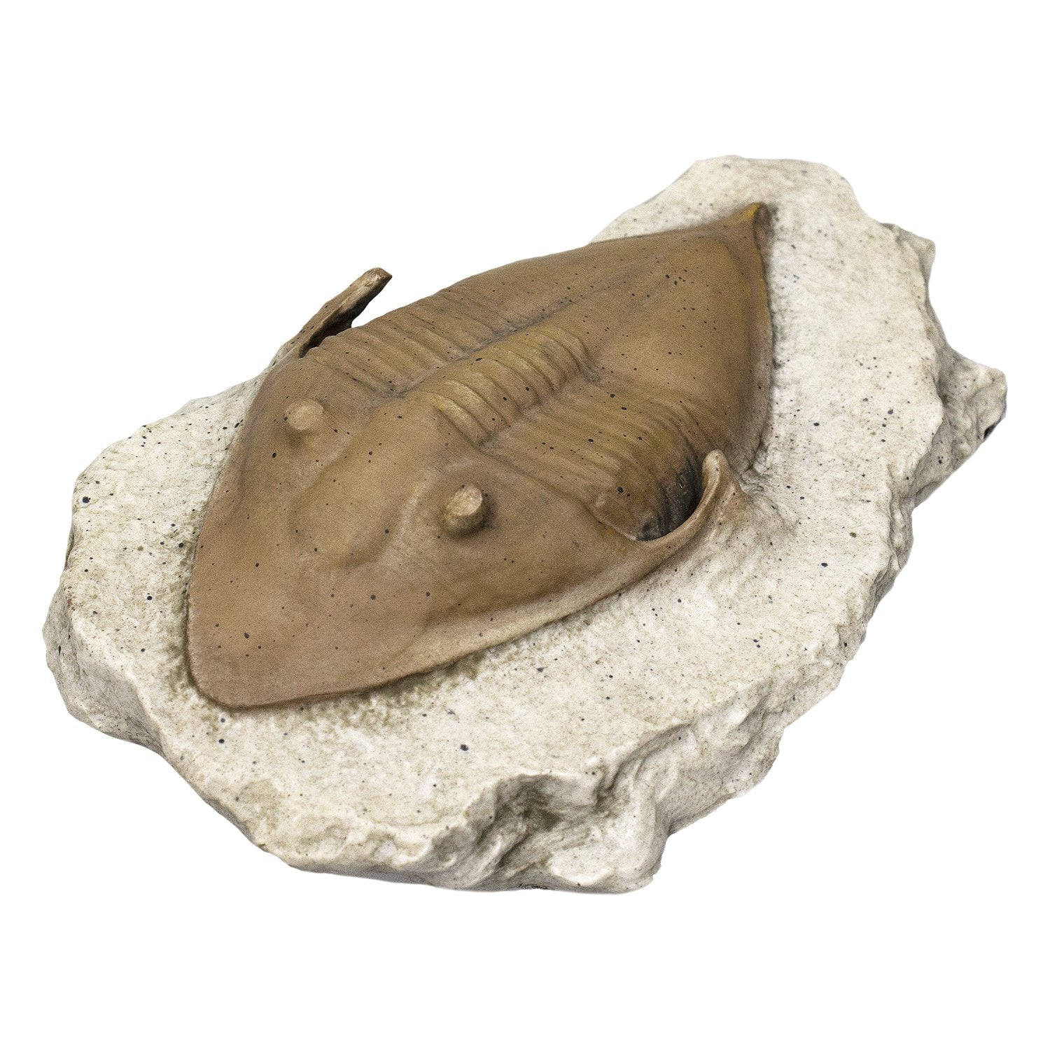 Smithsonian Trilobite (Megistaspidella) Fossil Replica
