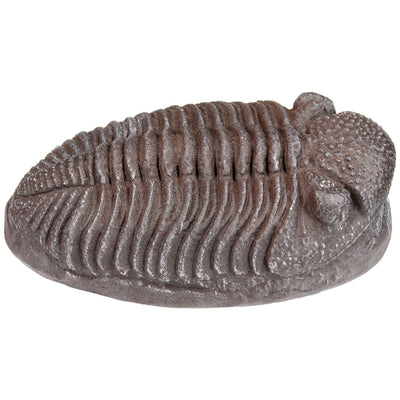 MR Trilobite Fossil Replica in Riker Box