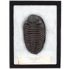 MR Trilobite Dinosaur Fossil Replica and Collectible