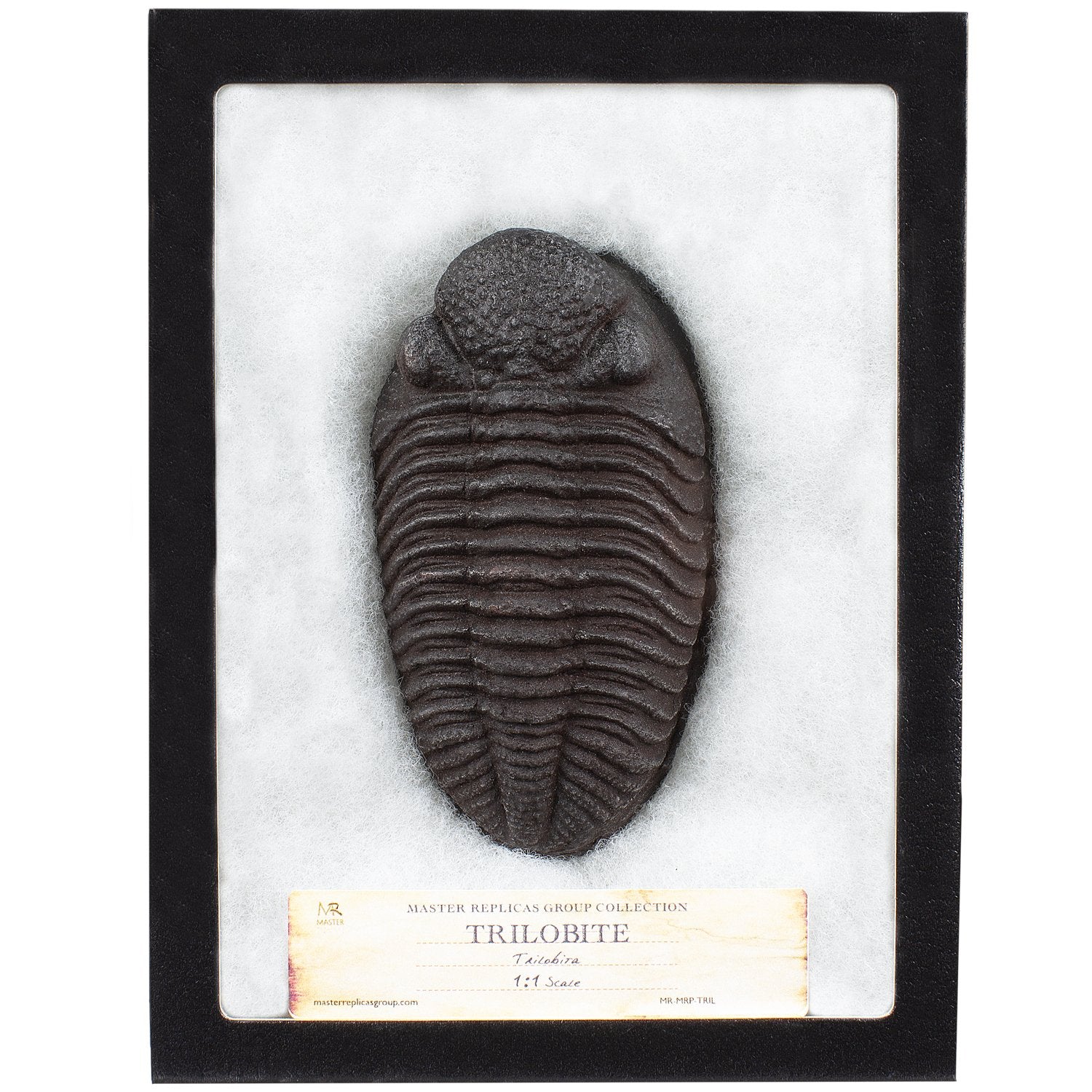 MR Trilobite Fossil Replica in Riker Box