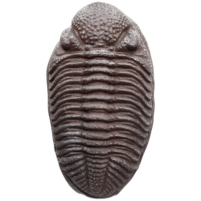 Trilobite Dinosaur Fossil Replica and Collectible