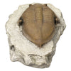 Smithsonian Trilobite (Megistaspidella) Fossil Replica